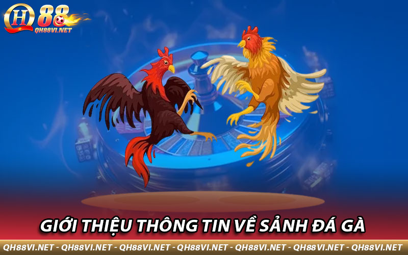 Giới thiệu thông tin về sảnh đá gà